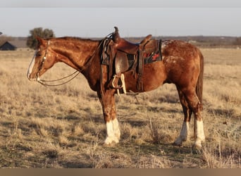 Appaloosa, Caballo castrado, 14 años, 150 cm, Alazán rojizo