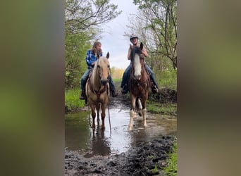 Appaloosa, Caballo castrado, 14 años, 150 cm, Palomino