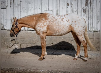 Appaloosa, Caballo castrado, 14 años, 150 cm, Palomino