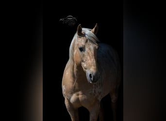 Appaloosa, Caballo castrado, 14 años, 150 cm, Palomino