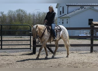 Appaloosa, Caballo castrado, 14 años, 150 cm, Palomino