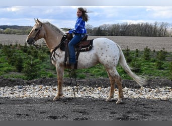 Appaloosa, Caballo castrado, 14 años, 150 cm, Palomino