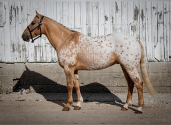 Appaloosa, Caballo castrado, 14 años, 150 cm, Palomino