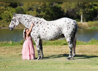 Appaloosa, Caballo castrado, 14 años, 152 cm