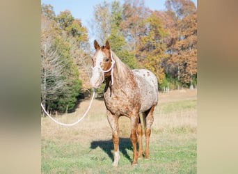 Appaloosa, Caballo castrado, 14 años, 152 cm, Ruano alazán