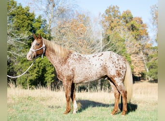 Appaloosa, Caballo castrado, 14 años, 152 cm, Ruano alazán