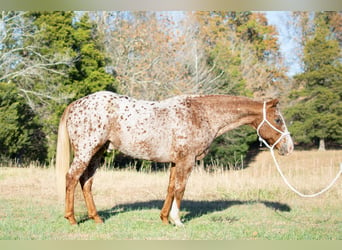 Appaloosa, Caballo castrado, 14 años, 152 cm, Ruano alazán