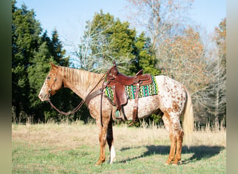 Appaloosa, Caballo castrado, 14 años, 152 cm, Ruano alazán