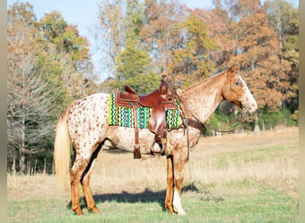 Appaloosa, Caballo castrado, 14 años, 152 cm, Ruano alazán