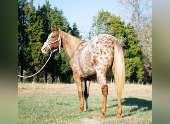 Appaloosa, Caballo castrado, 14 años, 152 cm, Ruano alazán