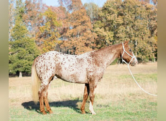 Appaloosa, Caballo castrado, 14 años, 152 cm, Ruano alazán