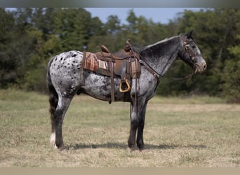 Appaloosa, Caballo castrado, 14 años, 152 cm, Ruano azulado