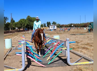 Appaloosa, Caballo castrado, 14 años, 155 cm, Alazán-tostado