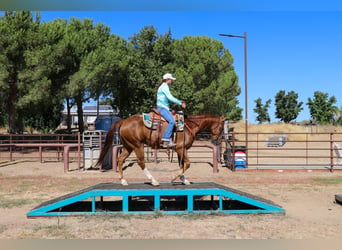 Appaloosa, Caballo castrado, 14 años, 155 cm, Alazán-tostado