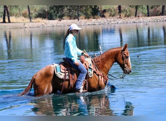 Appaloosa, Caballo castrado, 14 años, 155 cm, Alazán-tostado