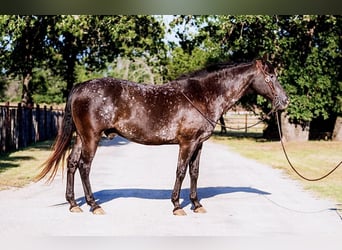 Appaloosa, Caballo castrado, 14 años, 155 cm, Negro