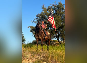 Appaloosa, Caballo castrado, 14 años, 155 cm, Negro