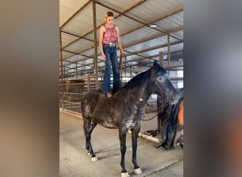 Appaloosa, Caballo castrado, 14 años, 155 cm, Negro