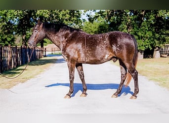 Appaloosa, Caballo castrado, 14 años, 155 cm, Negro