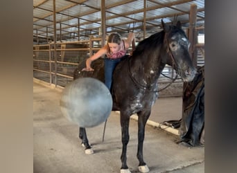 Appaloosa, Caballo castrado, 14 años, 155 cm, Negro