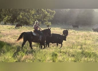 Appaloosa, Caballo castrado, 14 años, 155 cm, Negro