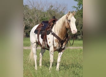 Appaloosa, Caballo castrado, 14 años, 157 cm, Alazán-tostado