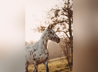 Appaloosa, Caballo castrado, 14 años, 157 cm, Atigrado/Moteado