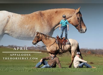 Appaloosa, Caballo castrado, 14 años, 157 cm, Buckskin/Bayo