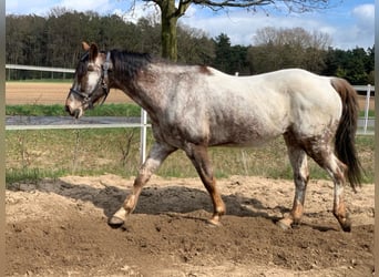 Appaloosa, Caballo castrado, 14 años, 158 cm