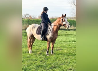 Appaloosa, Caballo castrado, 14 años, 159 cm, Atigrado/Moteado