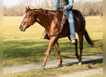 Appaloosa, Caballo castrado, 14 años, 163 cm, Alazán rojizo