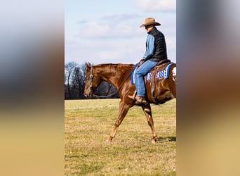 Appaloosa, Caballo castrado, 14 años, 163 cm, Alazán rojizo