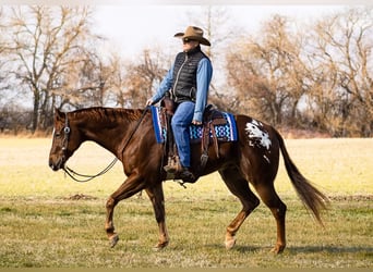 Appaloosa, Caballo castrado, 14 años, 163 cm, Alazán rojizo