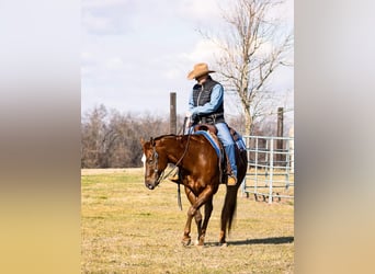 Appaloosa, Caballo castrado, 14 años, 163 cm, Alazán rojizo