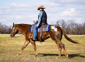 Appaloosa, Caballo castrado, 14 años, 163 cm, Alazán rojizo