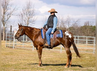 Appaloosa, Caballo castrado, 14 años, 163 cm, Alazán rojizo