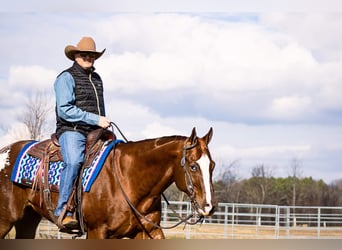 Appaloosa, Caballo castrado, 14 años, 163 cm, Alazán rojizo