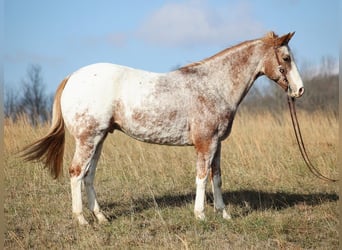 Appaloosa, Caballo castrado, 14 años, Alazán rojizo