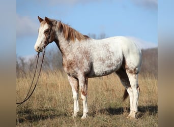 Appaloosa, Caballo castrado, 14 años, Alazán rojizo