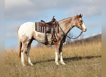 Appaloosa, Caballo castrado, 14 años, Alazán rojizo