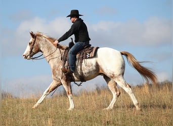 Appaloosa, Caballo castrado, 14 años, Alazán rojizo