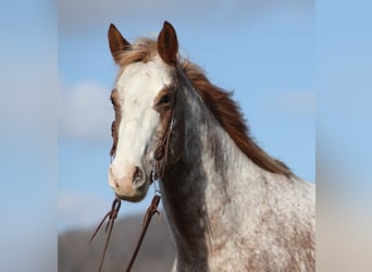 Appaloosa, Caballo castrado, 14 años, Alazán rojizo