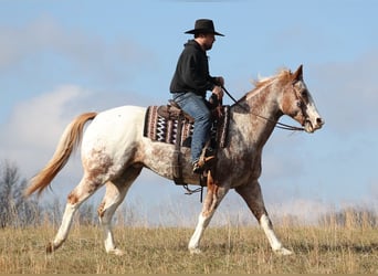 Appaloosa, Caballo castrado, 14 años, Alazán rojizo