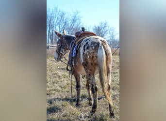 Appaloosa, Caballo castrado, 14 años, Alazán rojizo