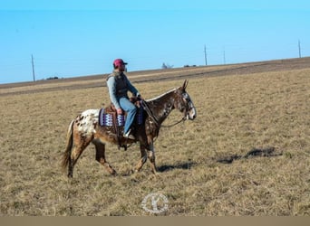 Appaloosa, Caballo castrado, 14 años, Alazán rojizo