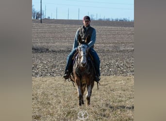 Appaloosa, Caballo castrado, 14 años, Alazán rojizo