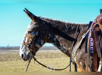 Appaloosa, Caballo castrado, 14 años, Alazán rojizo