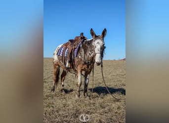 Appaloosa, Caballo castrado, 14 años, Alazán rojizo