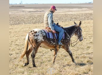 Appaloosa, Caballo castrado, 14 años, Alazán rojizo