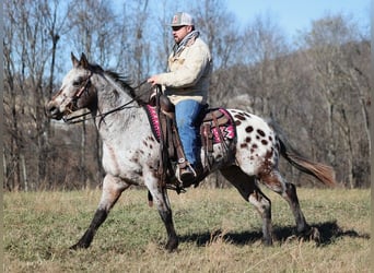 Appaloosa, Caballo castrado, 14 años, Castaño rojizo